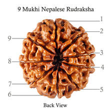 Load image into Gallery viewer, 9 Mukhi Nepalese Rudraksha - Bead No. 98