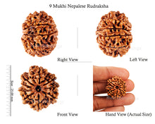 Load image into Gallery viewer, 9 Mukhi Nepalese Rudraksha - Bead No. 99
