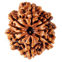 Load image into Gallery viewer, 9 Mukhi Nepalese Rudraksha - Bead No. 99