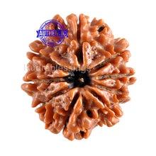Load image into Gallery viewer, 9 Mukhi Nepalese Rudraksha - Bead No. 74