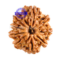 Load image into Gallery viewer, 9 Mukhi Nepalese Rudraksha - Bead No. 88