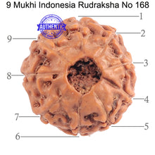 Load image into Gallery viewer, 9 Mukhi Rudraksha from Indonesia - Bead No. 168