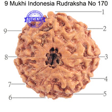 Load image into Gallery viewer, 9 Mukhi Rudraksha from Indonesia - Bead No. 170