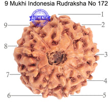Load image into Gallery viewer, 9 Mukhi Rudraksha from Indonesia - Bead No. 172