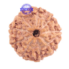 Load image into Gallery viewer, 9 Mukhi Rudraksha from Indonesia - Bead No. 173