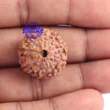 Load image into Gallery viewer, 9 Mukhi Rudraksha from Indonesia - Bead No. 173