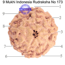 Load image into Gallery viewer, 9 Mukhi Rudraksha from Indonesia - Bead No. 173