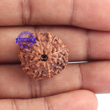 Load image into Gallery viewer, 9 Mukhi Rudraksha from Indonesia - Bead No. 175