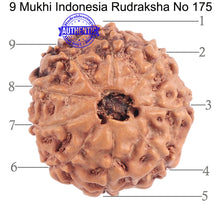 Load image into Gallery viewer, 9 Mukhi Rudraksha from Indonesia - Bead No. 175