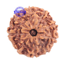 Load image into Gallery viewer, 9 Mukhi Rudraksha from Indonesia - Bead No. 177