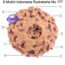 Load image into Gallery viewer, 9 Mukhi Rudraksha from Indonesia - Bead No. 177