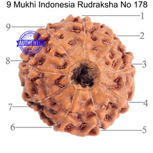 Load image into Gallery viewer, 9 Mukhi Rudraksha from Indonesia - Bead No. 178