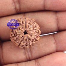 Load image into Gallery viewer, 9 Mukhi Rudraksha from Indonesia - Bead No. 179