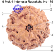 Load image into Gallery viewer, 9 Mukhi Rudraksha from Indonesia - Bead No. 179