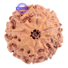 Load image into Gallery viewer, 9 Mukhi Rudraksha from Indonesia - Bead No. 179