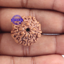 Load image into Gallery viewer, 9 Mukhi Rudraksha from Indonesia - Bead No. 180