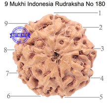 Load image into Gallery viewer, 9 Mukhi Rudraksha from Indonesia - Bead No. 180