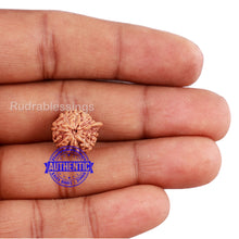 Load image into Gallery viewer, 9 Mukhi Indonesian Ganesh Rudraksha - Bead No. 1