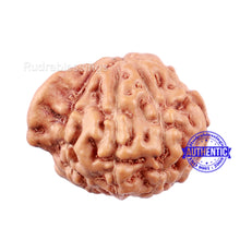 Load image into Gallery viewer, 9 Mukhi Indonesian Ganesh Rudraksha - Bead No. 1