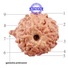 Load image into Gallery viewer, 9 Mukhi Indonesian Ganesh Rudraksha - Bead No. 1