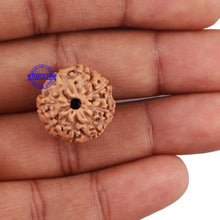 Load image into Gallery viewer, 9 Mukhi Rudraksha from Indonesia - Bead No. 208