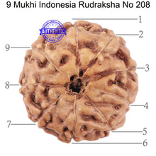 Load image into Gallery viewer, 9 Mukhi Rudraksha from Indonesia - Bead No. 208