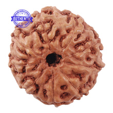 Load image into Gallery viewer, 9 Mukhi Rudraksha from Indonesia - Bead No. 210