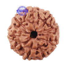 Load image into Gallery viewer, 9 Mukhi Rudraksha from Indonesia - Bead No. 210