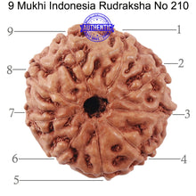 Load image into Gallery viewer, 9 Mukhi Rudraksha from Indonesia - Bead No. 210