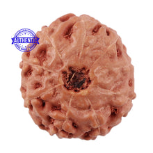Load image into Gallery viewer, 9 Mukhi Rudraksha from Indonesia - Bead No. 214