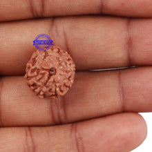 Load image into Gallery viewer, 9 Mukhi Rudraksha from Indonesia - Bead No. 214