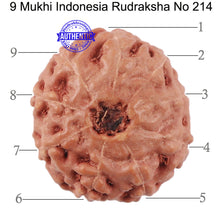 Load image into Gallery viewer, 9 Mukhi Rudraksha from Indonesia - Bead No. 214