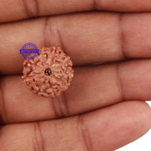 Load image into Gallery viewer, 9 Mukhi Rudraksha from Indonesia - Bead No. 216
