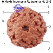 Load image into Gallery viewer, 9 Mukhi Rudraksha from Indonesia - Bead No. 216