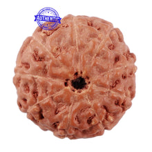 Load image into Gallery viewer, 9 Mukhi Rudraksha from Indonesia - Bead No. 218
