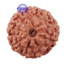 Load image into Gallery viewer, 9 Mukhi Rudraksha from Indonesia - Bead No. 218