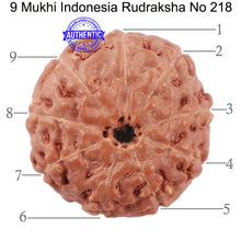 Load image into Gallery viewer, 9 Mukhi Rudraksha from Indonesia - Bead No. 218