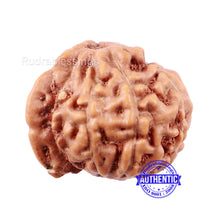 Load image into Gallery viewer, 9 Mukhi Indonesian Ganesh Rudraksha - Bead No. 2