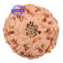 Load image into Gallery viewer, 9 Mukhi Rudraksha from Indonesia - Bead No. 2
