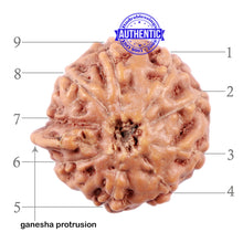Load image into Gallery viewer, 9 Mukhi Indonesian Ganesh Rudraksha - Bead No. 2