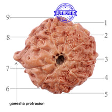 Load image into Gallery viewer, 9 Mukhi Indonesian Ganesh Rudraksha - Bead No. 4