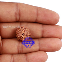 Load image into Gallery viewer, 9 Mukhi Indonesian Ganesh Rudraksha - Bead No. 5