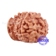 Load image into Gallery viewer, 9 Mukhi Indonesian Ganesh Rudraksha - Bead No. 5