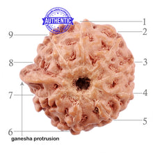 Load image into Gallery viewer, 9 Mukhi Indonesian Ganesh Rudraksha - Bead No. 5