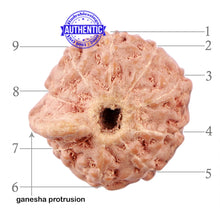 Load image into Gallery viewer, 9 Mukhi Indonesian Ganesh Rudraksha - Bead No. 6