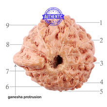 Load image into Gallery viewer, 9 Mukhi Indonesian Ganesh Rudraksha - Bead No. 7