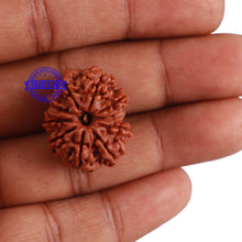 Load image into Gallery viewer, 9 Mukhi Nepalese Rudraksha - Bead No. 12