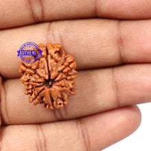 Load image into Gallery viewer, 9 Mukhi Nepalese Rudraksha - Bead No. 146