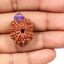 Load image into Gallery viewer, 9 Mukhi Nepalese Rudraksha - Bead No. 147