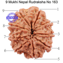 Load image into Gallery viewer, 9 Mukhi Nepalese Rudraksha - Bead No 163